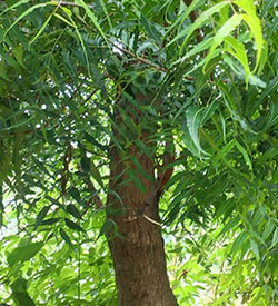 arbre de margosa