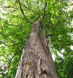 arbre de teck