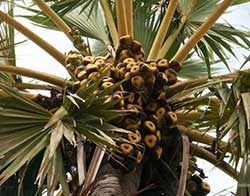 arbre palmier a sucre